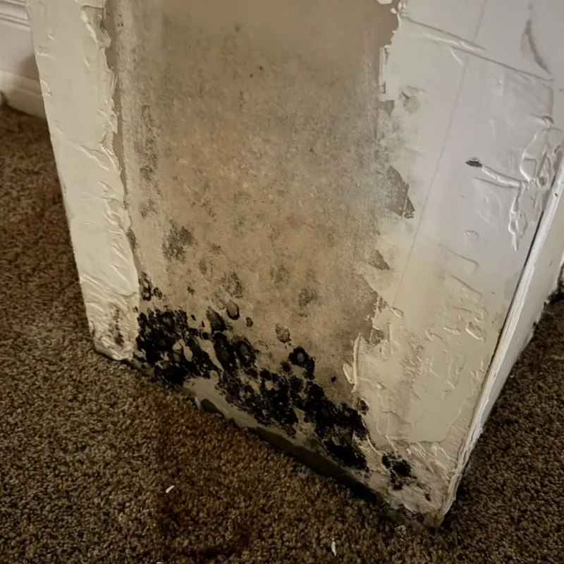 Professional Mold Removal in Seth Ward, TX